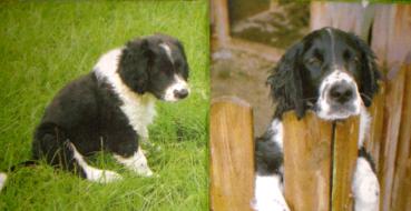 018 Dogs